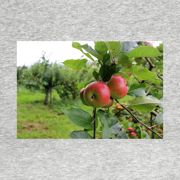 Ripe Red Apples by pinkal